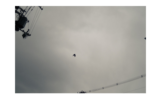 佐久間大進《鴉》2025 | ¥10,000- | Edition 2